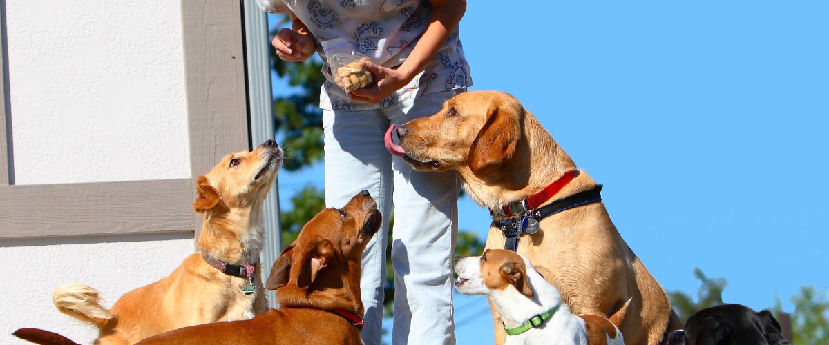 A woman is standing with some dogs on the rocks