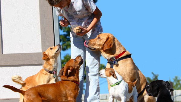 A woman is standing with some dogs on the rocks
